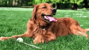 Why Hiring a Dog Waste Removal Service Is Worth Every Penny